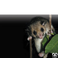 گونه سنجابک جنگلی Fat Dormouse